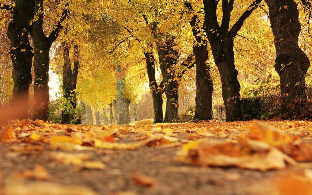 L'automne apporte des changements de température et de lumière qui peuvent affecter votre corps, provoquant douleurs articulaires, raideurs et fatigue. La chiropratique peut vous aider à mieux vous adapter à cette transition saisonnière.