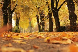 L'automne apporte des changements de température et de lumière qui peuvent affecter votre corps, provoquant douleurs articulaires, raideurs et fatigue. La chiropratique peut vous aider à mieux vous adapter à cette transition saisonnière.